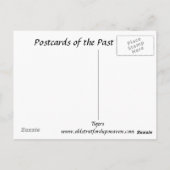 Alte Postkarte - Tiger (Rückseite)