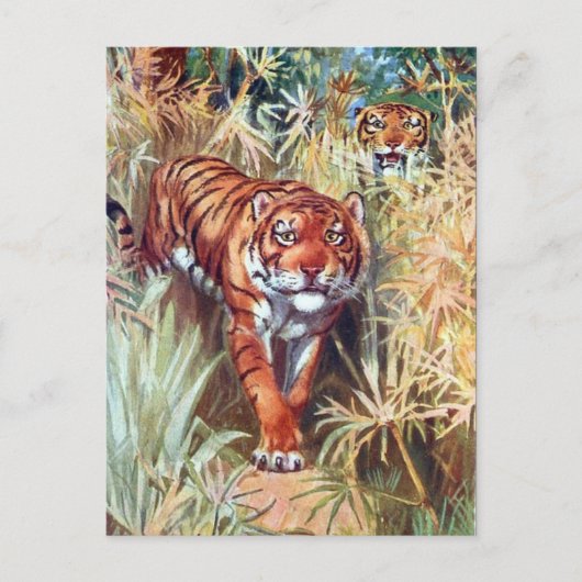 Alte Postkarte - Tiger (Vorderseite)