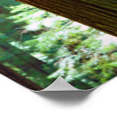 Alte Redwood-Bäume Poster (Ecke)