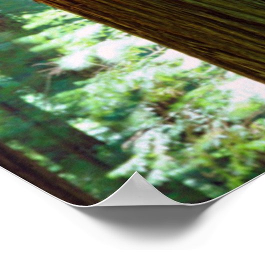 Alte Redwood-Bäume Poster (Ecke)