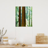 Alte Redwood-Bäume Poster (Küche)