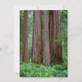 Alte Redwoods Towering Dankeskarte (Vorderseite)