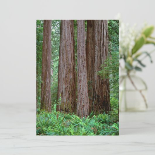 Alte Redwoods Towering Dankeskarte (Stehend Vorderseite)
