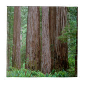 Alte Redwoods Towering Fliese (Vorderseite)