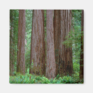 Alte Redwoods Towering Magnet