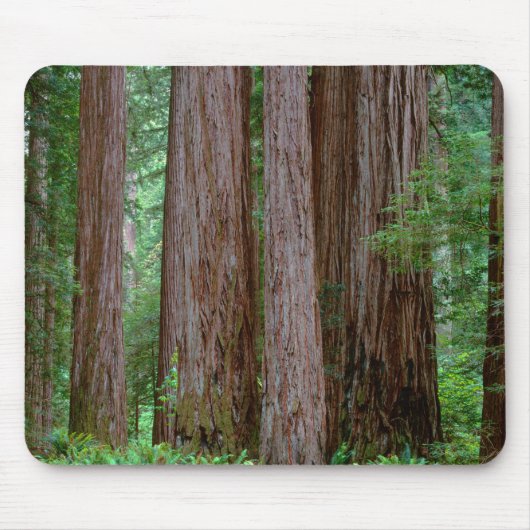 Alte Redwoods Towering Mousepad (Vorne)