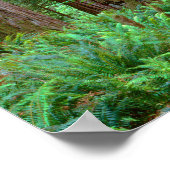 Alte Redwoods Towering Poster (Ecke)