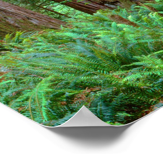 Alte Redwoods Towering Poster (Ecke)