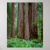 Alte Redwoods Towering Poster (Vorne)