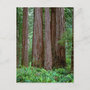 Alte Redwoods Towering Postkarte