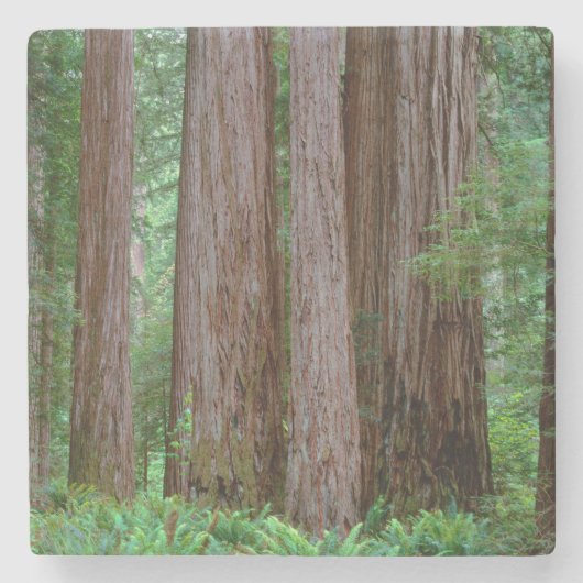 Alte Redwoods Towering Steinuntersetzer (Vorderseite)