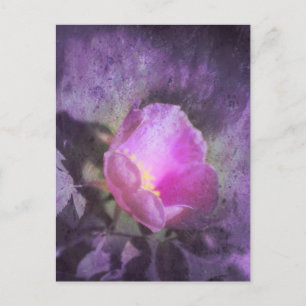 Alte rosa Rosa Rose, lila Textur Postkarte