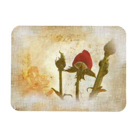 Alte Rose Magnet (Horizontal)