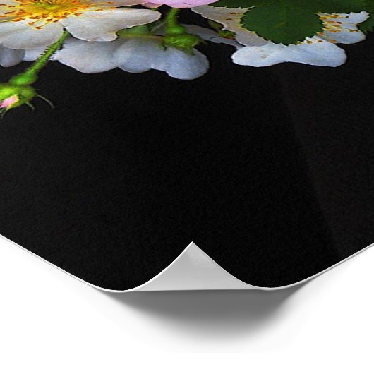 Alte Rose Poster (Ecke)