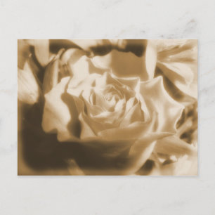 Alte Rose Postkarte