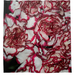 Alte Rose, Rosa, Hintergrund und Textur mit Leathe Duschvorhang