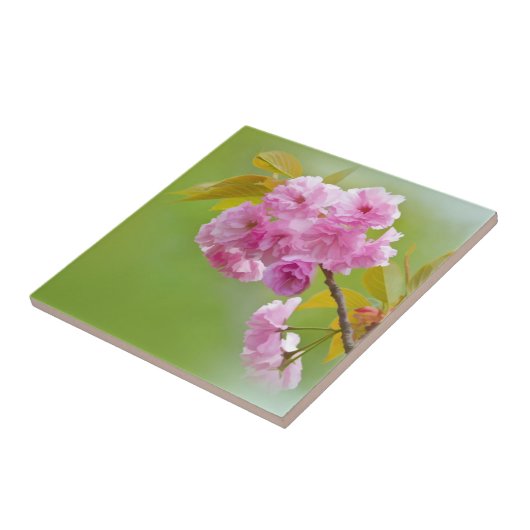 Alte Rosen-Fliese Fliese (Seite)