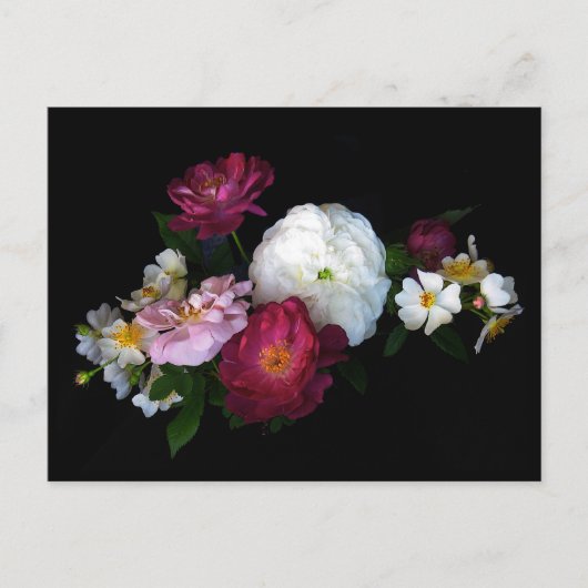 Alte Rosen Postkarte (Vorderseite)