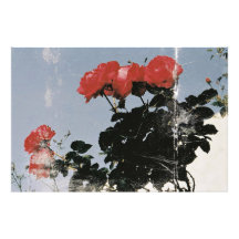 Alte rote Rosen gegen einen blauen Himmel