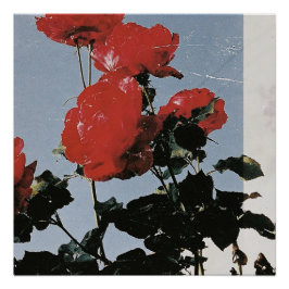 Alte rote Rosen gegen einen blauen Himmel Poster