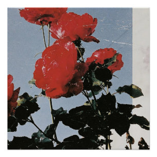 Alte rote Rosen gegen einen blauen Himmel Poster