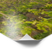 Alte rote Scheune am Rande des Weinberges Zinfande Fotodruck (Ecke)