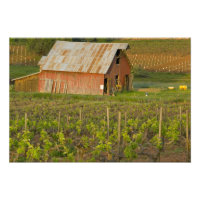 Alte rote Scheune am Rande des Weinberges Zinfande