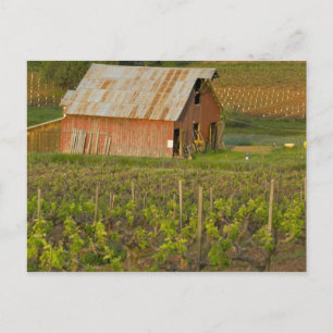 Alte rote Scheune am Rande des Zinfandel-Weingarte Postkarte