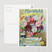 Alte Samenwerbung Postkarte (Vorne/Hinten)