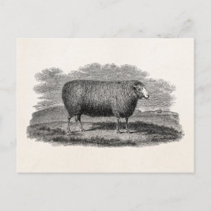 Alte Schaf-Illustration aus dem 19. Jahrhundert Re Postkarte