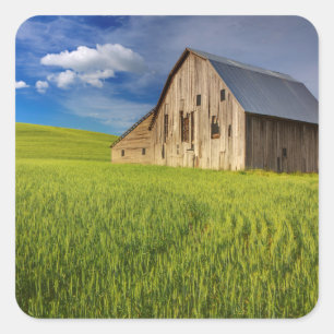 Alte Scheune auf einem Feld mit Sommerweizen Aufkleber