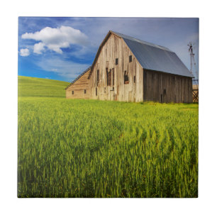 Alte Scheune umgeben von einem Feld mit Sommerweiz Fliese