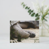 Alte Schildkröte Postkarte (Stehend Vorderseite)