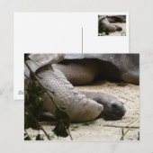 Alte Schildkröte Postkarte (Vorne/Hinten)
