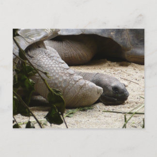 Alte Schildkröte Postkarte