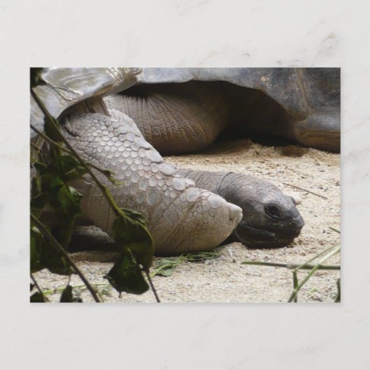Alte Schildkröte Postkarte (Vorderseite)