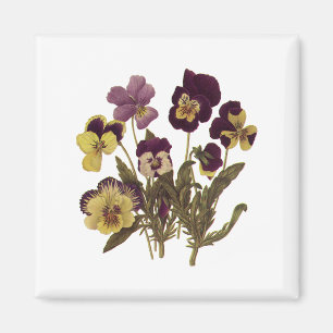 Alte Stiefmütterchen in Blüte, Blumen des Gartens Magnet