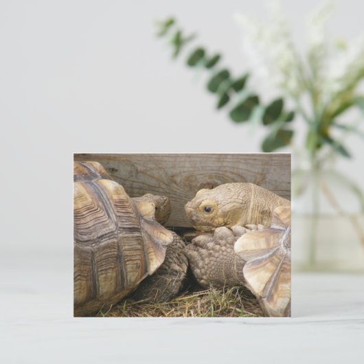 Alte Tratsch Postkarte (Stehend Vorderseite)