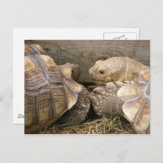 Alte Tratsch Postkarte (Vorne/Hinten)