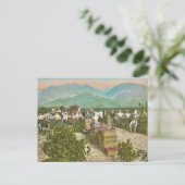 Alte Traubenernte Postkarte (Stehend Vorderseite)
