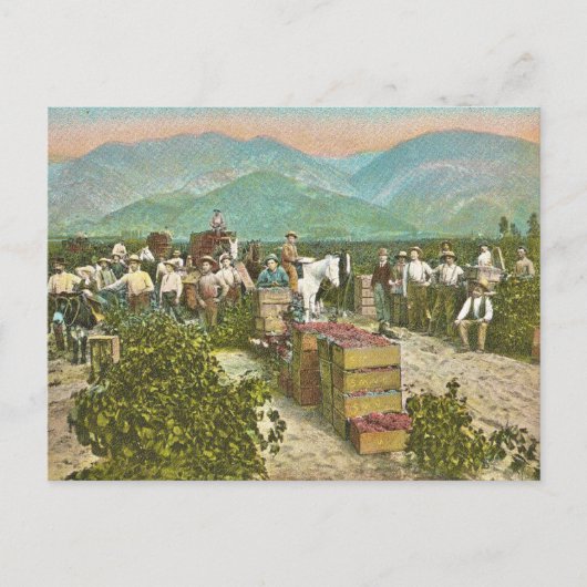 Alte Traubenernte Postkarte (Vorderseite)