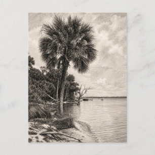 Alte Uferlinie Floridas Graphit-Skizze   Rockledge Postkarte