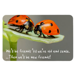 Alte und senile Marienkäfer Neue Freunde Lustige b Magnet