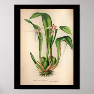Alte Vintage Orchideen-Blume druckweiß Poster