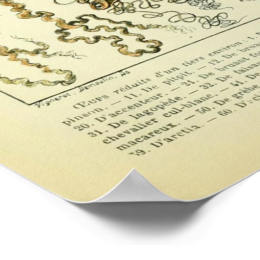 Alte Vogeleier Mauer Wohngestaltung Poster (Ecke)