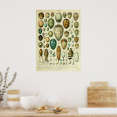 Alte Vogeleier Mauer Wohngestaltung Poster (Küche)