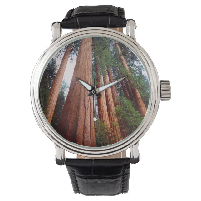 Alte, wachsende Sequoia-Redwood-Bäume Armbanduhr (Vorderseite)