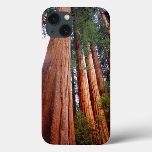 Alte, wachsende Sequoia-Redwood-Bäume Case-Mate iPhone Hülle (Rückseite)