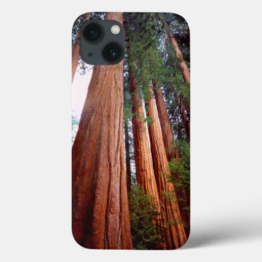 Alte, wachsende Sequoia-Redwood-Bäume Case-Mate iPhone Hülle (Rückseite)
