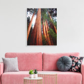Alte, wachsende Sequoia-Redwood-Bäume Leinwanddruck (Insitu (Wohnzimmer))
